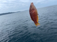 アカササノハベラの釣果