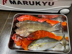 ショゴの釣果