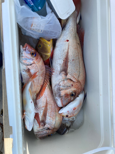 マダイの釣果