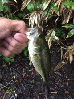 ラージマウスバスの釣果