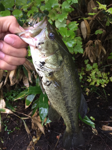 ラージマウスバスの釣果