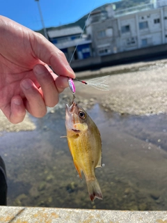 オキフエダイの釣果