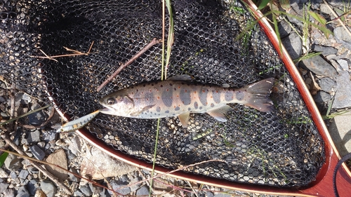 アマゴの釣果