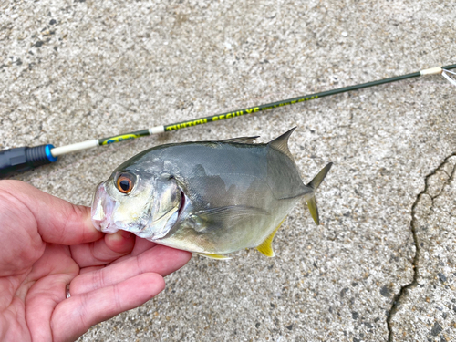 ロウニンアジの釣果