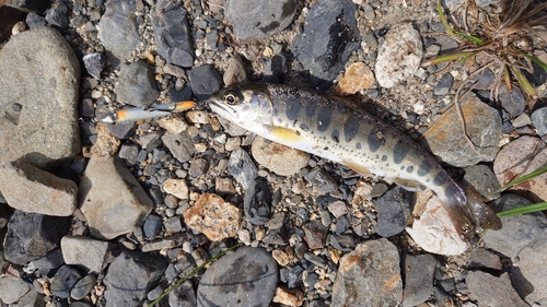 アマゴの釣果