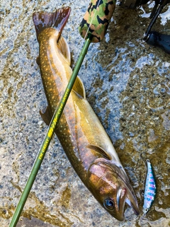 ニッコウイワナの釣果