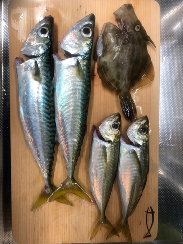 サバの釣果