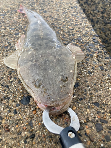 マゴチの釣果