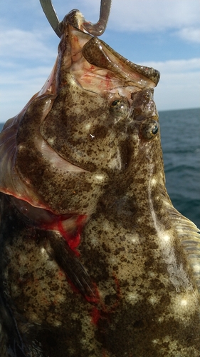 ヒラメの釣果