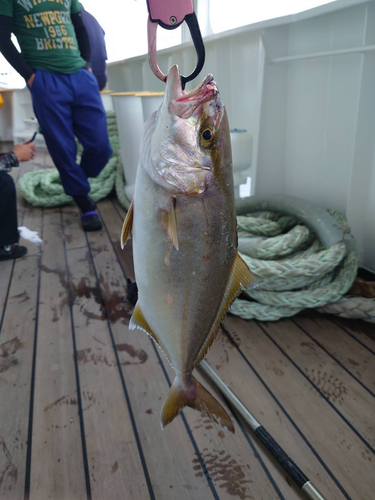 カンパチの釣果