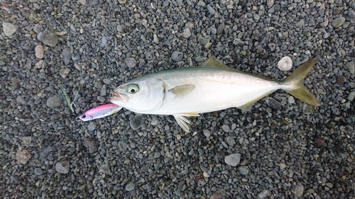 ワカシの釣果