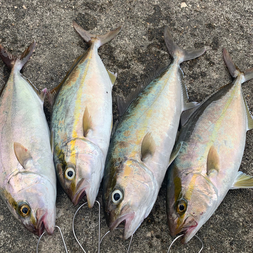 カンパチの釣果