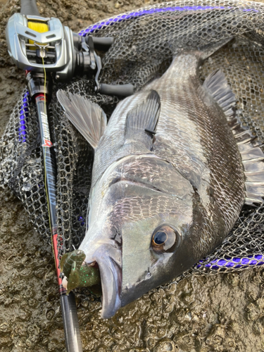 チヌの釣果