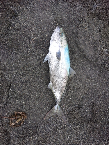 ワカシの釣果