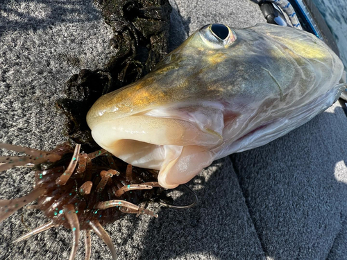 ニゴイの釣果