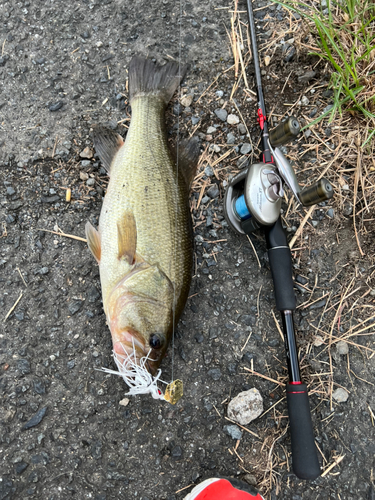 ブラックバスの釣果