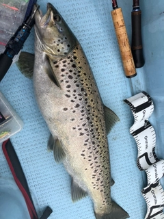 ブラウントラウトの釣果