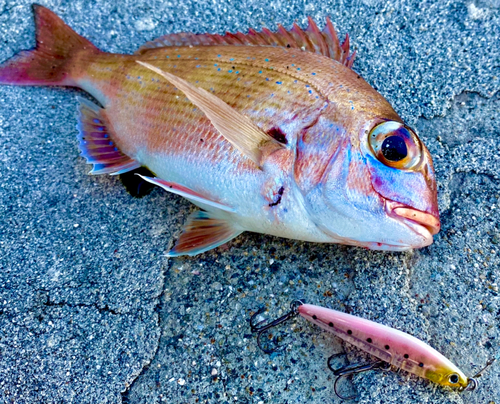 チャリコの釣果