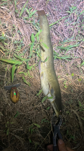 マナマズの釣果