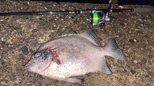 イシガキダイの釣果