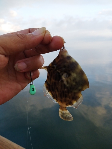 カワハギの釣果