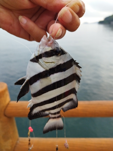 サンバソウの釣果