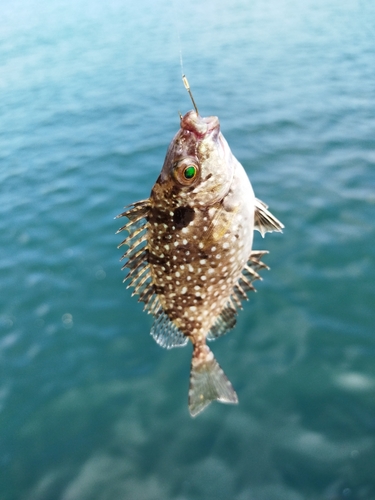 アイゴの釣果