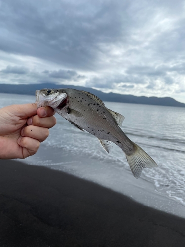 セイゴ（ヒラスズキ）の釣果