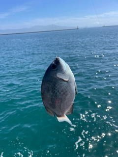 メジナの釣果