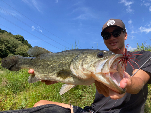 ブラックバスの釣果