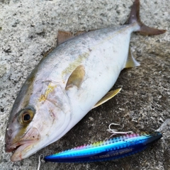 カンパチの釣果