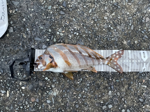 タカノハダイの釣果