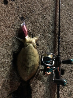 モンゴウイカの釣果