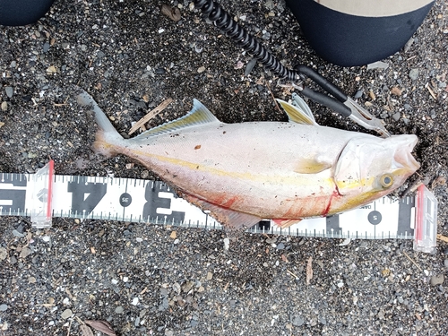 ショゴの釣果