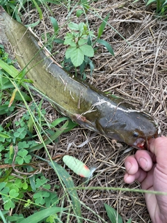 ナマズの釣果