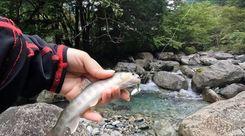 イワナの釣果