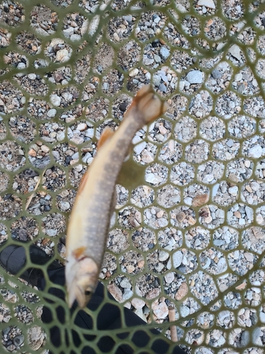 イワナの釣果