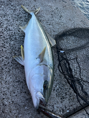 ヒラマサの釣果