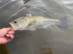 スズキの釣果