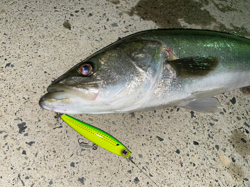 スズキの釣果