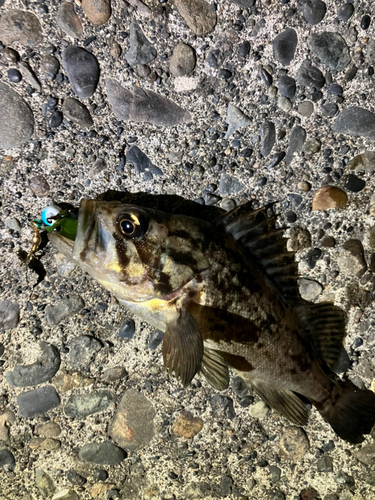 クロソイの釣果