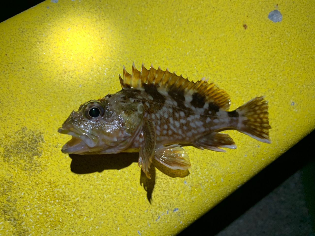 カサゴ
