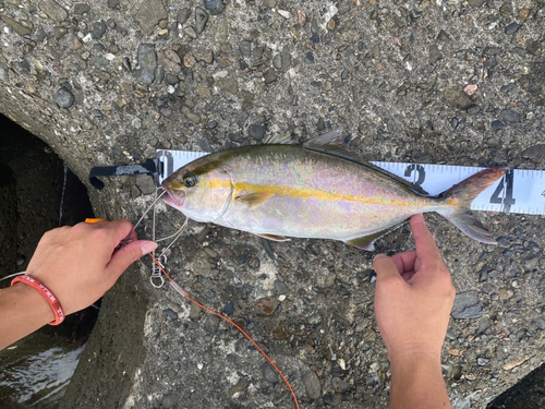 シオの釣果