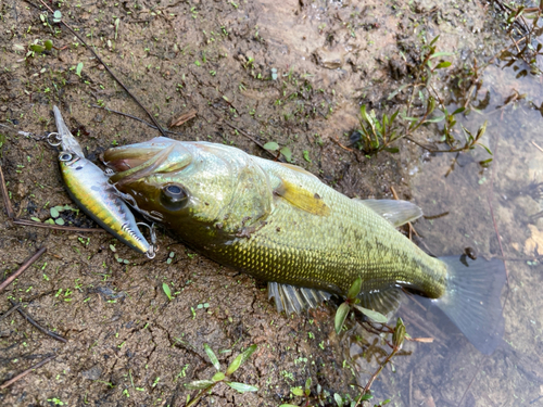 ブラックバスの釣果