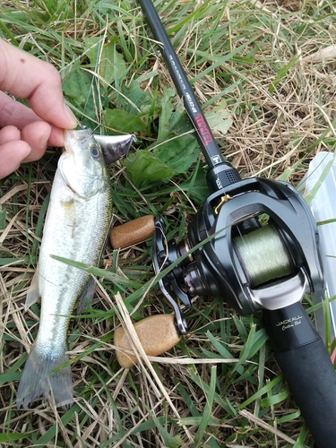 ブラックバスの釣果