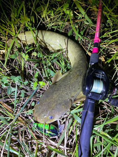 ナマズの釣果