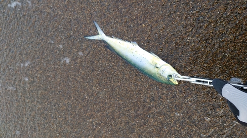 シイラの釣果