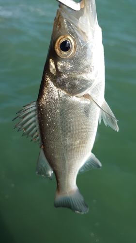 セイゴ（ヒラスズキ）の釣果