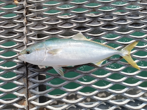 ハマチの釣果