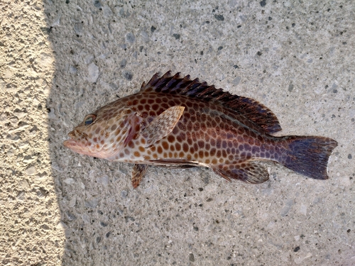 オオモンハタの釣果